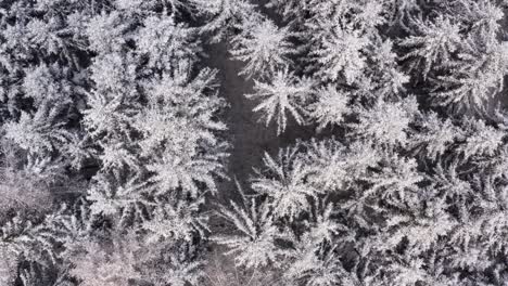 針葉樹林的雪地樹頂,在冬季以 4k 拍攝的空中頂部