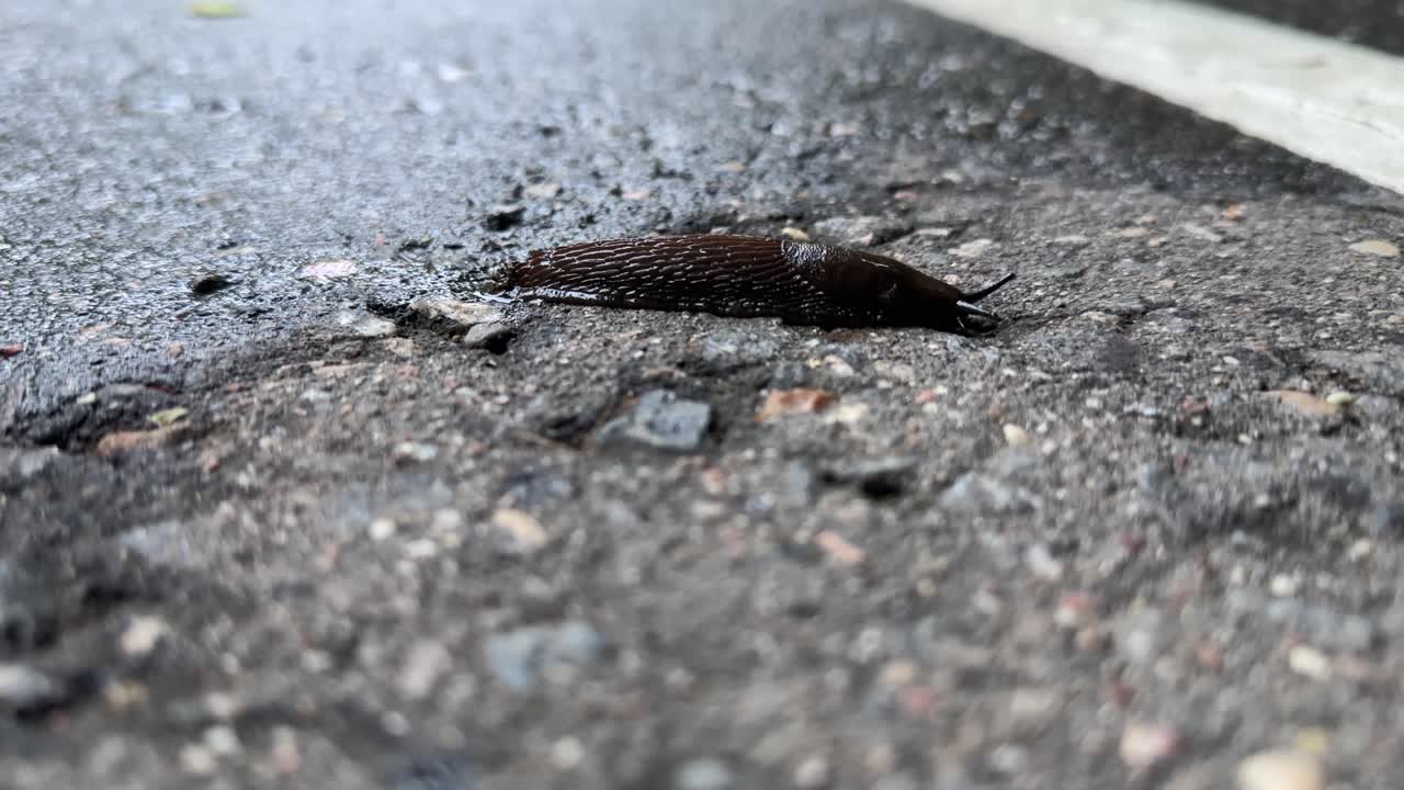 The slug crawls across the road very slowly (4K 60, in motion)