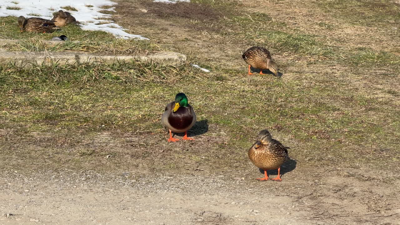 Mallard ducks standing near a dirt path in early spring