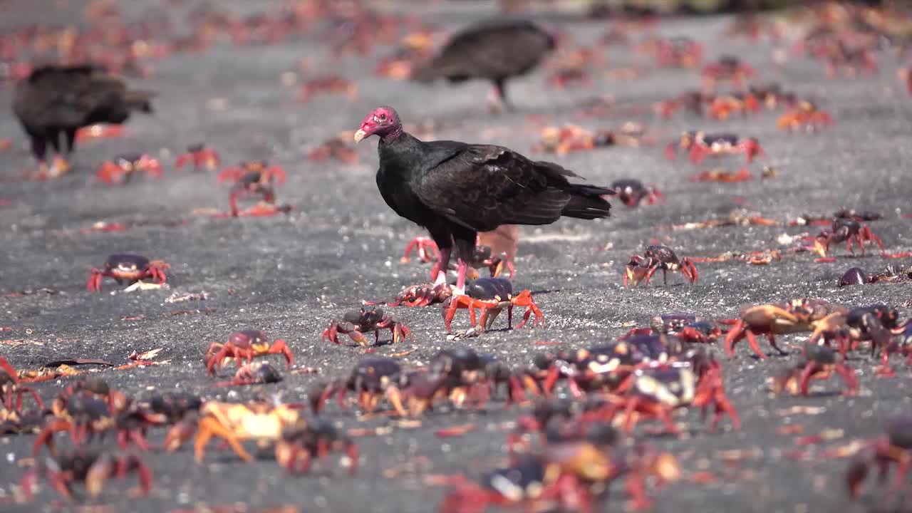칠면조 독수리는 카리브해 해변을 걷는 육지 게를 공격하고 먹습니다.