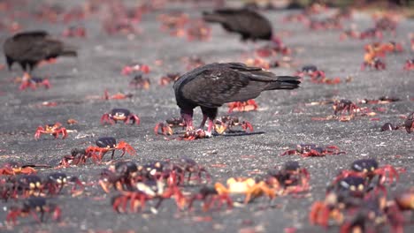 los buitres de pavo atacan y comen cangrejos terrestres caminando en una playa caribeña