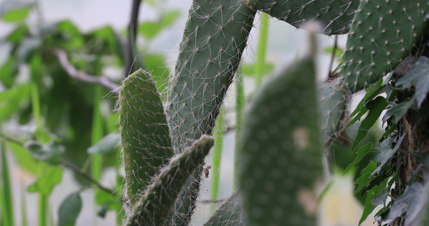 Cactus verde en maceta con enfoque selectivo