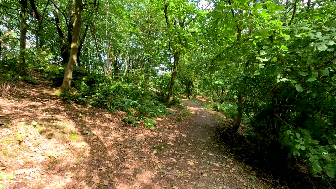 스코틀랜드의 스털링 (stirling) 에 있는 조용한 숲길