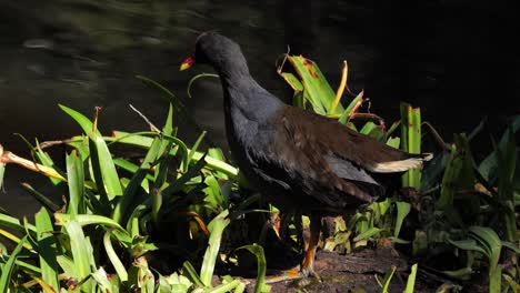 Dusky-moorhen-feeds-along-a-riverbank-in-Australia