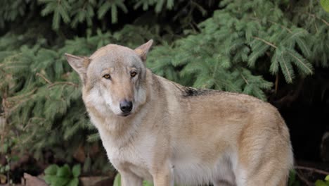 Der-Wolf-(Canis-Lupus),-Auch-Grauwolf-Genannt,-Ist-Das-Größte-Noch-Existierende-Mitglied-Der-Familie-Der-Canidae.-Wölfe-Sind-Das-Größte-Wilde-Mitglied-Der-Hundefamilie.