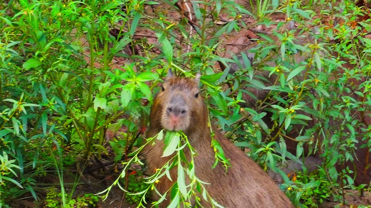 Capybara eating plants during the day in Tambopata, Madre de Dios Region, Peru, in the peruvian amazon
