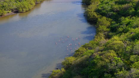 Bandada-De-Flamencos-Se-Alimenta-En-El-Borde-De-Un-Estanque-De-Marismas-De-Agua-Salobre-A-Lo-Largo-De-Un-Bosque-De-Manglares,-Aéreo