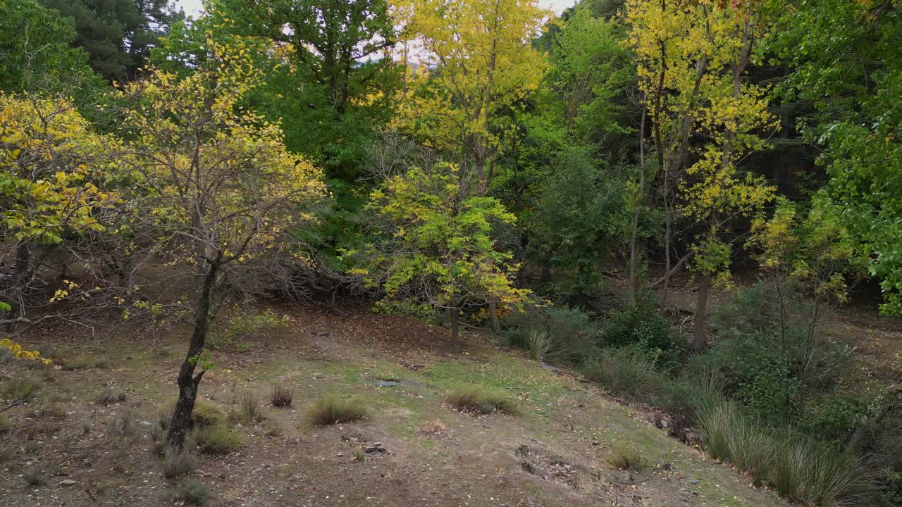 Foresta nella stagione autunnale