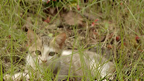 little cat resting lying in the garden on a sunny afternoon