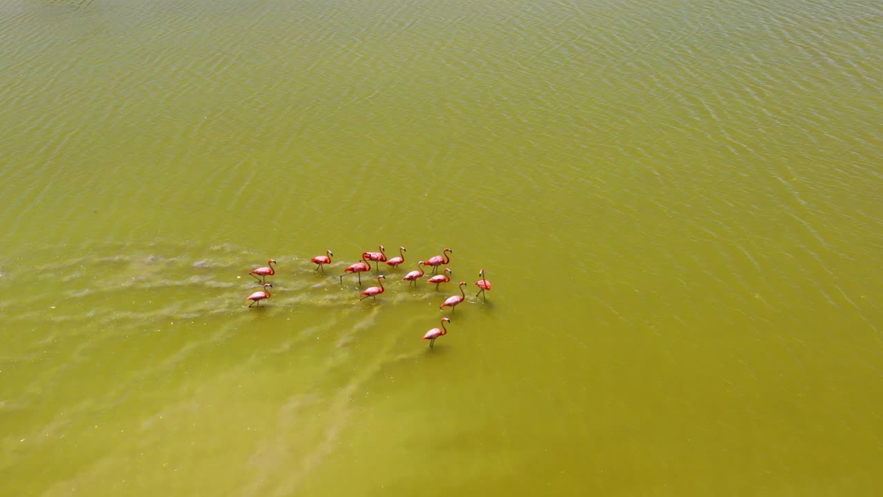 flamencos rosados caminando por la superficie del lago salado las coloradas, laguna de rio lagartos mexico