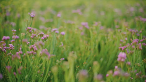 hermosas flores púrpuras en un campo verde