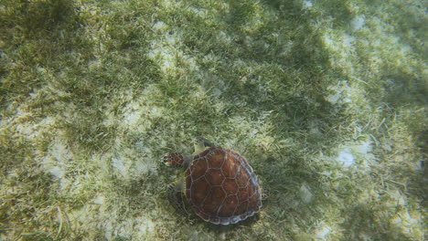 Tortuga-Marina-Verde-Comiendo-Del-Fondo-Del-Océano-En-El-Mar-Caribe-4k