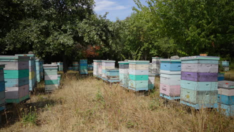 colmenar de abejas, árboles, hierba, verano