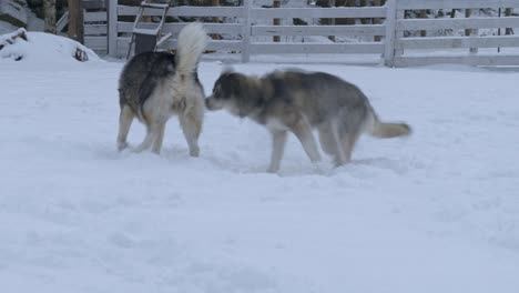 two siberian huskies playing over a snowed field in norway