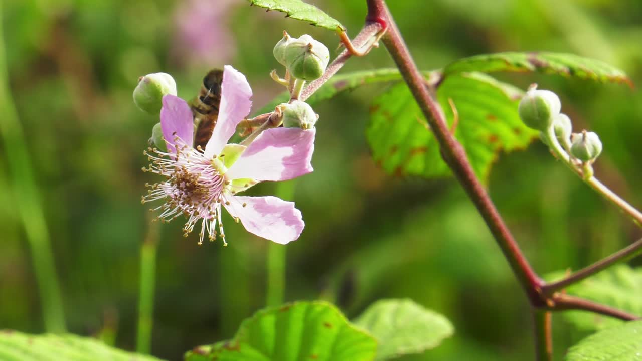 abeja de miel en flor de mora, polinización de insectos, macro naturaleza de primer plano