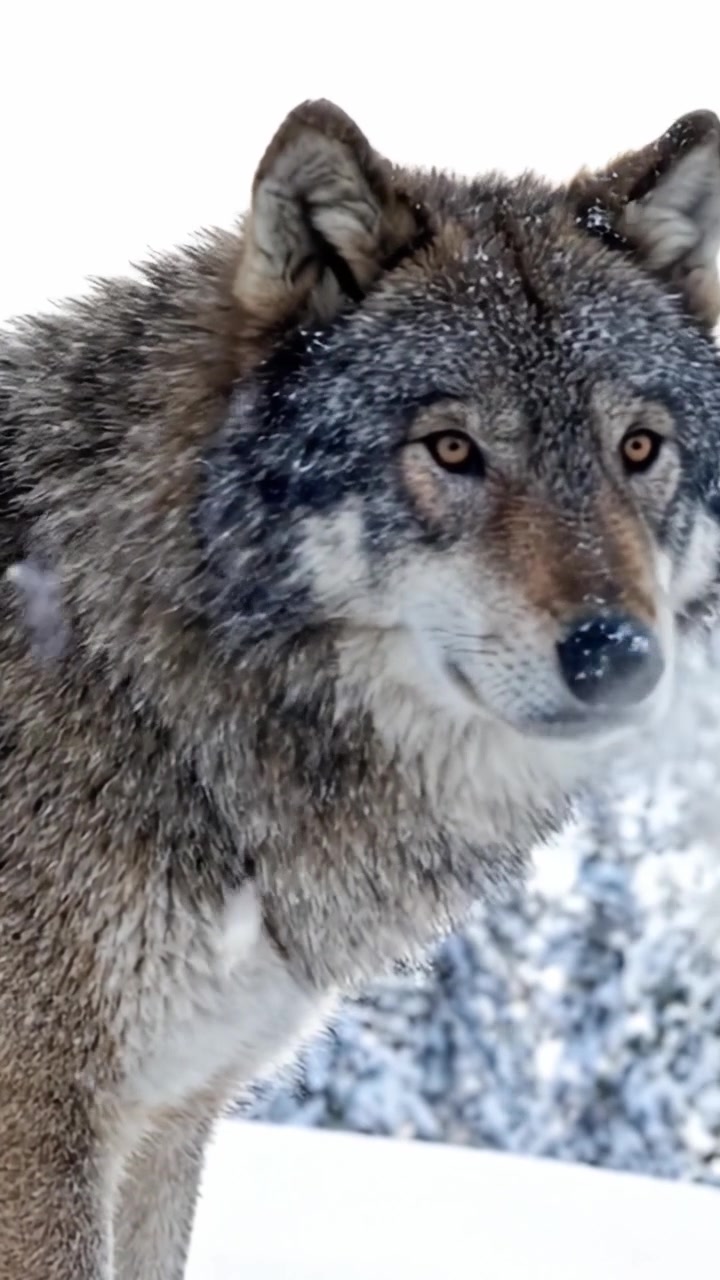 Close-Up of a Majestic Wolf in a Snowy Landscape, Highlighting Its Intense Gaze and Distinctive Features in a Winter Setting