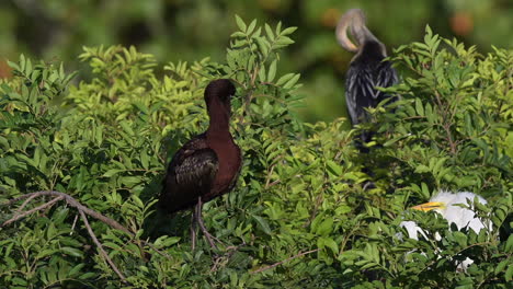 Adulto-Reproductor-De-Ibis-Brillante,-Acicalándose-Las-Plumas-De-Pie-Sobre-Un-Arbusto