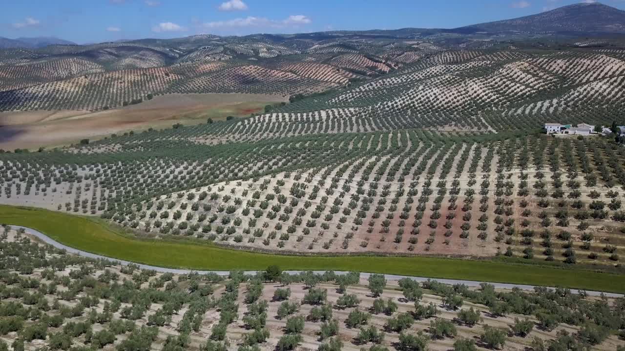 toma aérea inclinada de infinitos campos de olivos en el sur de españa