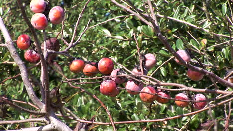 persimmons growing in the wild