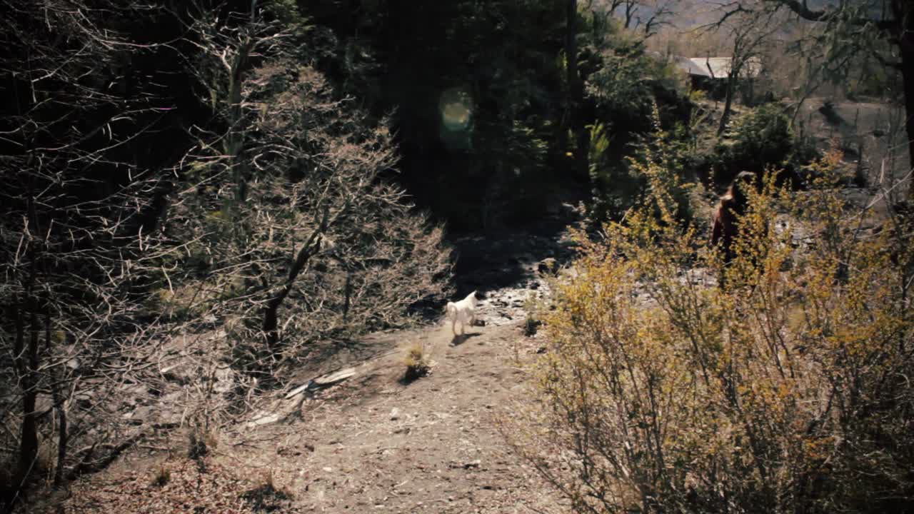 그녀의 강아지와 함께 산으로 걷는 여자