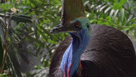 Cassowary-In-Its-Natural-Habitat---close-up-shot