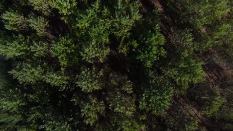 A-bird's-eye-perspective-above-a-vibrant,-young-forest,-in-shades-of-vibrant-green-on-a-sunny-day-4K50fps