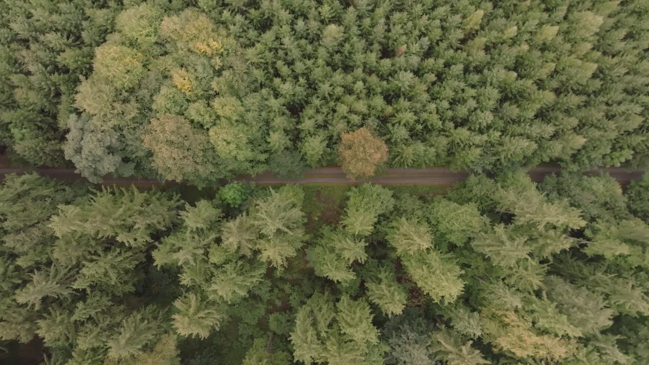 vista aérea de un camino forestal