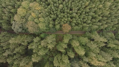 Aerial View of a Forest Road