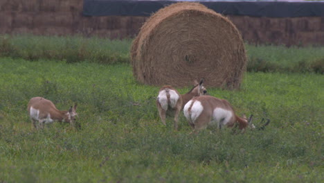 antelope-in-south-dakota-antelope-in-south-dakota