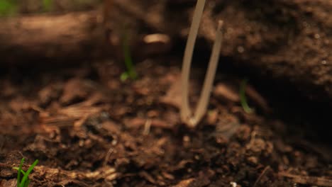 revealing shot of field mushrooms growing in forest, new zealand