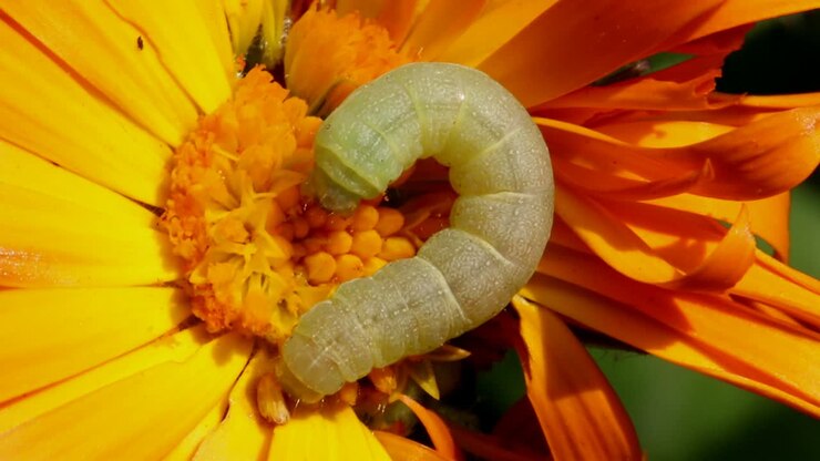Primo piano di un bruco verde sul fiore arancione brillante di una calendula.