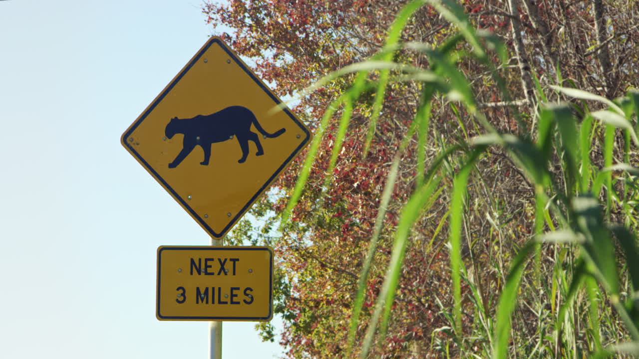 Florida Panther crossing sign framed by tall foliage