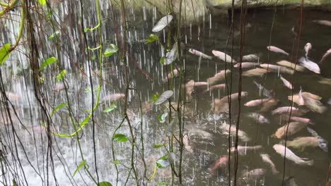 Vista-Tranquila-De-La-Pequeña-Cascada-Que-Fluye-Hacia-Abajo-Y-Muchos-Peces-Nadando-En-El-Estanque