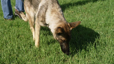 Schäferhund-Geht-Mit-Seinem-Besitzer-Auf-Dem-Bauernhof-Spazieren-4k