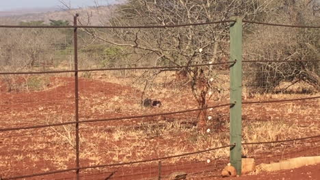 A-female-cheetah,-Acinonyx-jubatus-being-fed-in-a-boma-before-release-in-the-summer-months-at-the-Zimanga-game-reserve-in-the-KwaZulu-Natal-region-of-South-Africa