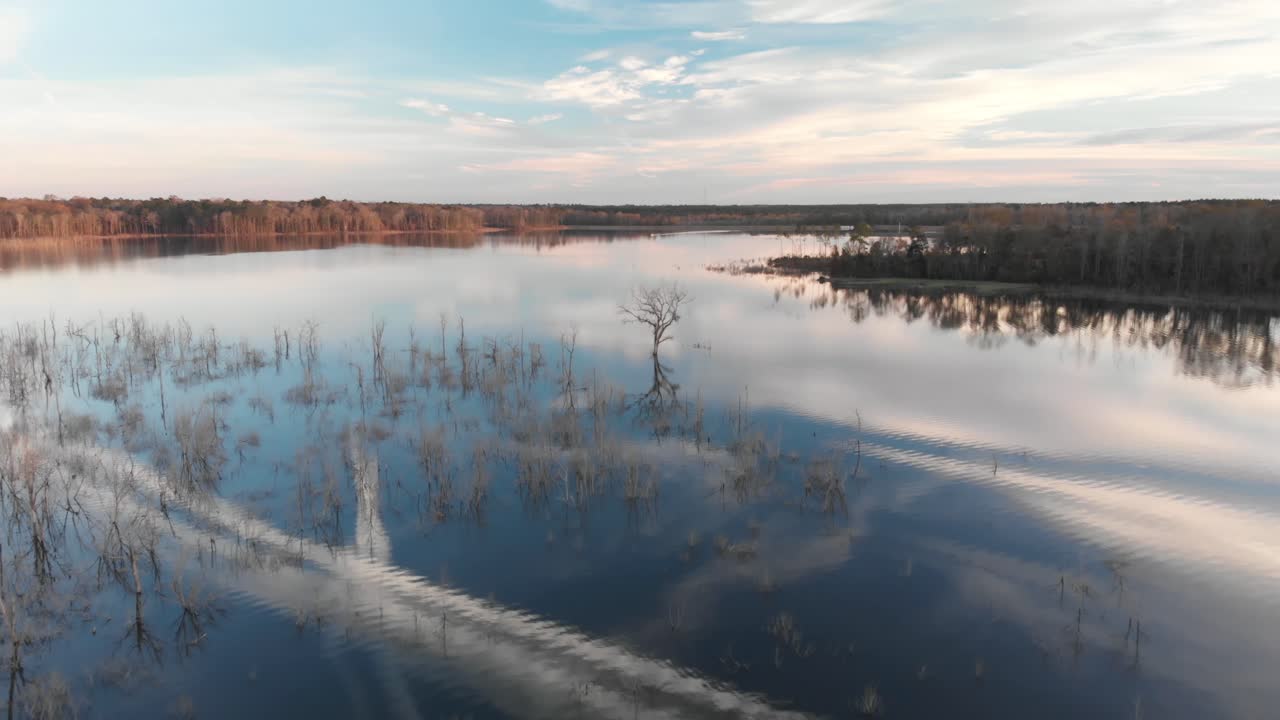 volando lentamente sobre un lago azul que refleja el cielo del atardecer, acercándose volando sobre un árbol solitario y desnudo que se eleva fuera del agua con ramas como cuernos