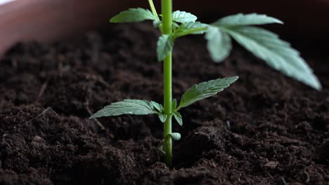 small homegrown cannabis plant slowly growing, recreational drugs, seedling