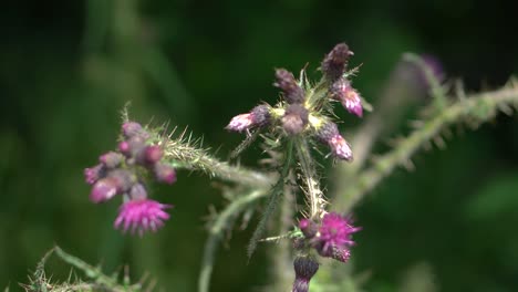 un cardo morado salvaje en un exuberante campo verde