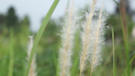 close up of windblown cotton grass