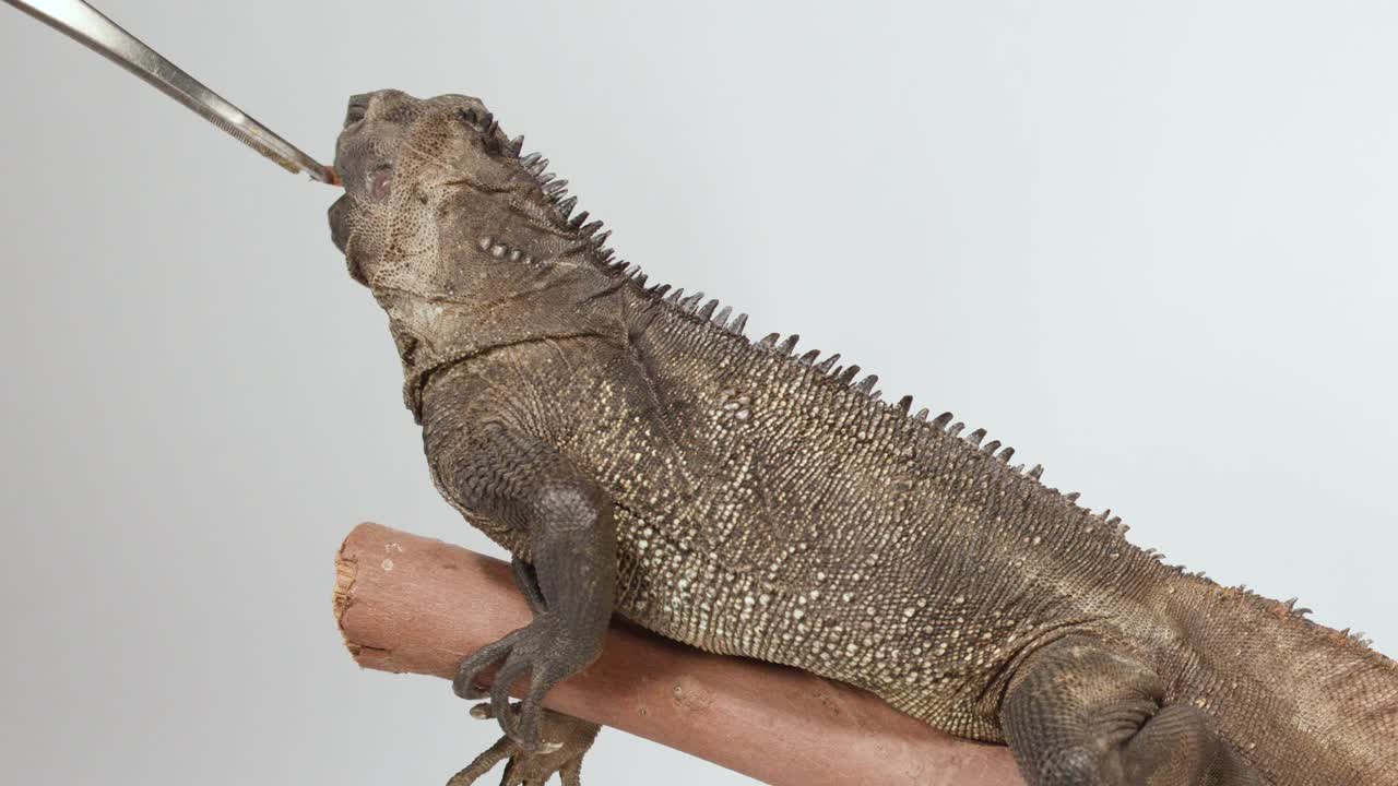 Un'iguana rossa appollaiata su un ramo di legno mangia un verme della farina offerto con delle pinzette di metallo