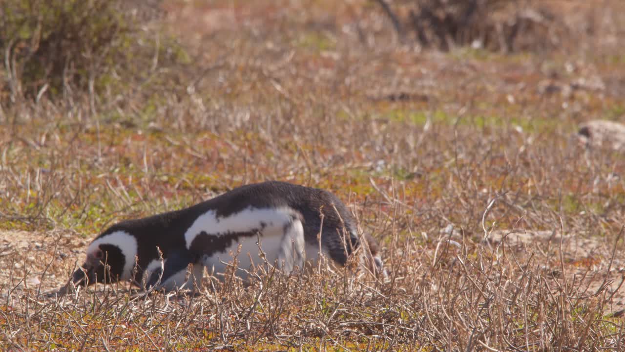 el pingüino magallán cae, se cae unas cuantas veces antes de ponerse de pie de una manera torpe y caminar en la hierba seca cerca de la costa.