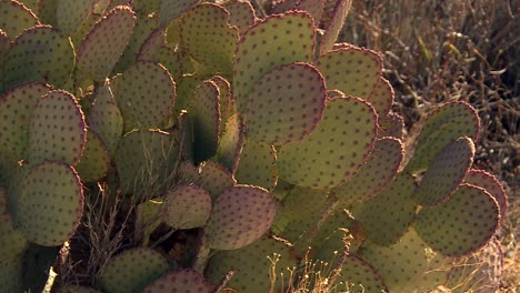 espécimen de cactus de orejas de conejo silvestre que prospera en un ambiente árido