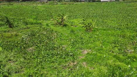 Drone-Sobre-El-Campo-Verde-De-Jacinto-De-Agua,-Drone-Inspeccionando-El-Campo-De-Jacinto-De-Agua,-Tecnología-De-Drones-Volando-En-La-Granja-De-La-Aldea-De-África