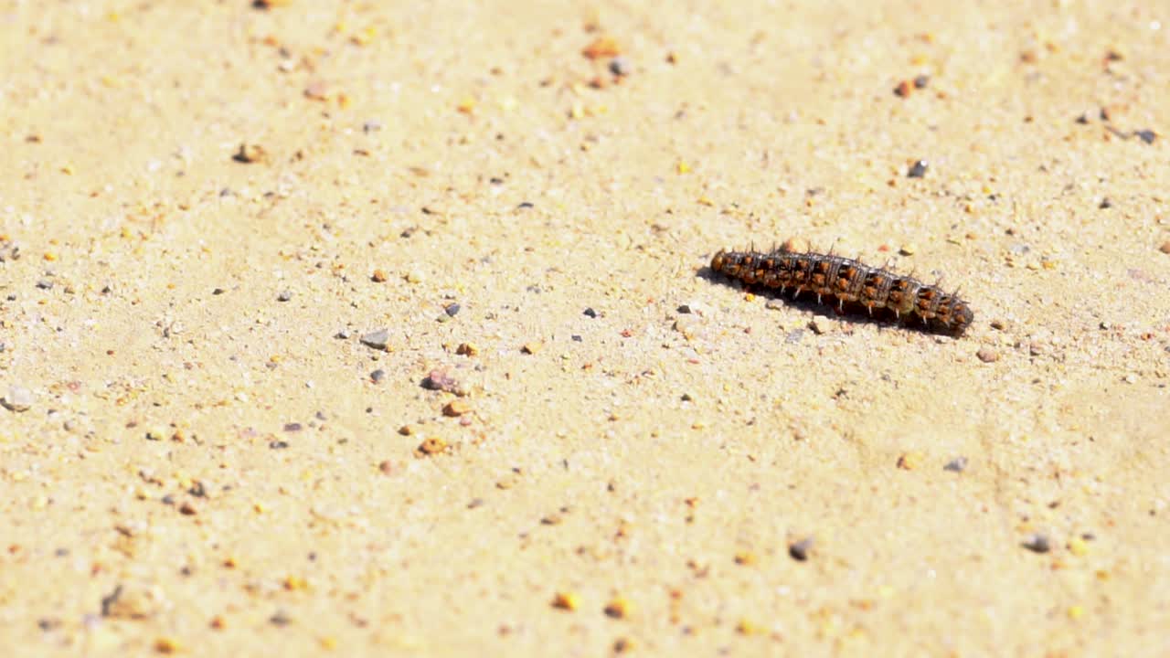 oruga errante en el soleado paisaje desértico, primer plano, tiro en ángulo alto