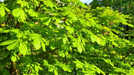 closeup of bright green chestnut tree leaves lit by sunlight in summer