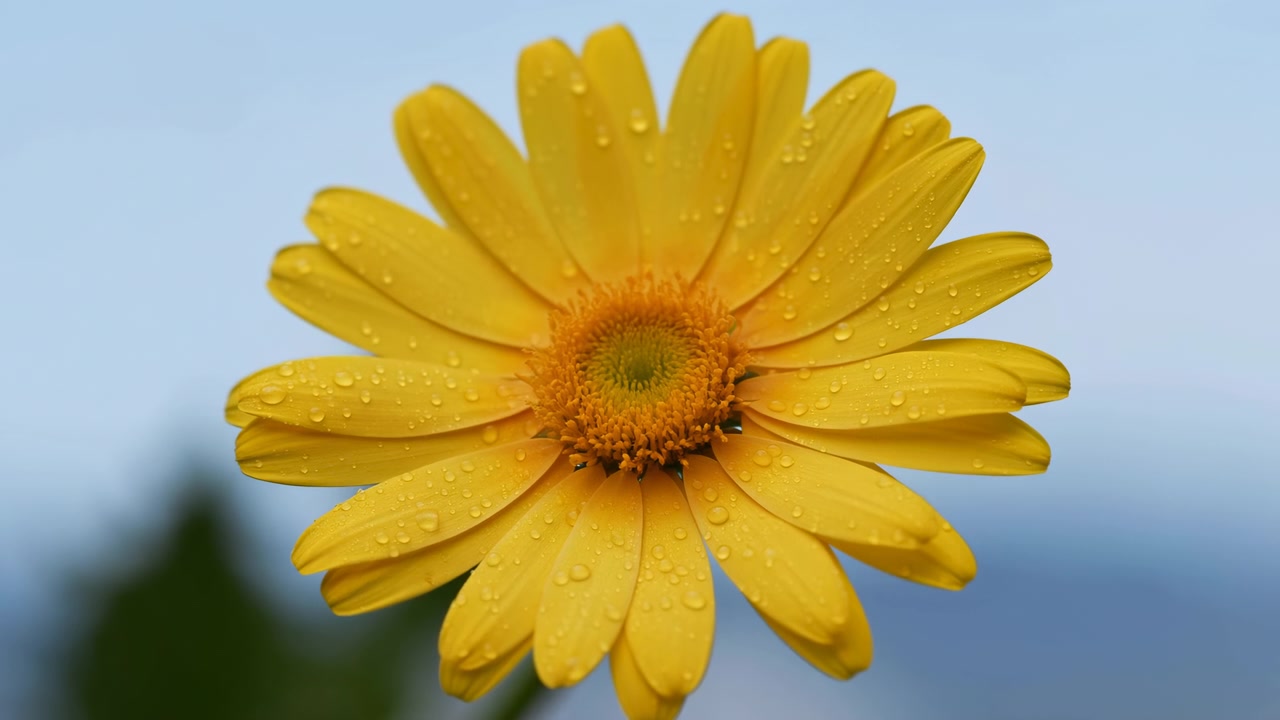 Nærbillede af en gul marguerit i fuldt flor, med kronblade vendt mod kameraet, vanddråber der klæber til fløjlsbløde overflader og glitrer i blødt diffust lys, hvilket skaber en lys, naturlig forårsdetalje.