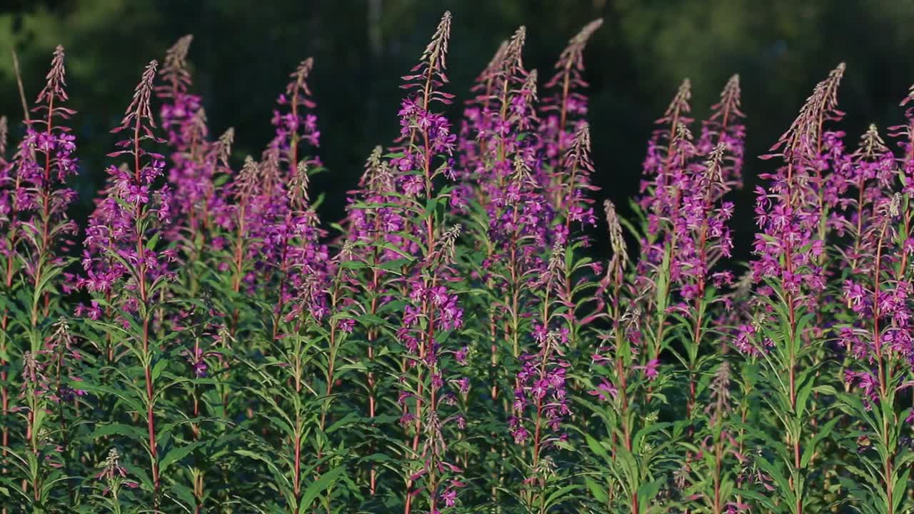rosebay willowherb, chamaenerion angustifolium. julio, inglaterra, reino unido