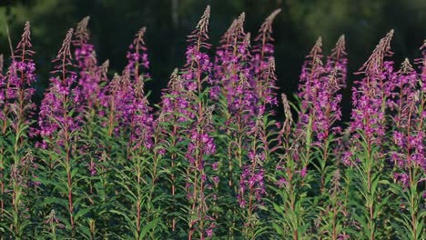 Rosebay-Weidenröschen,-Chamaenerion-Angustifolium.-Juli.-England.-Vereinigtes-Königreich