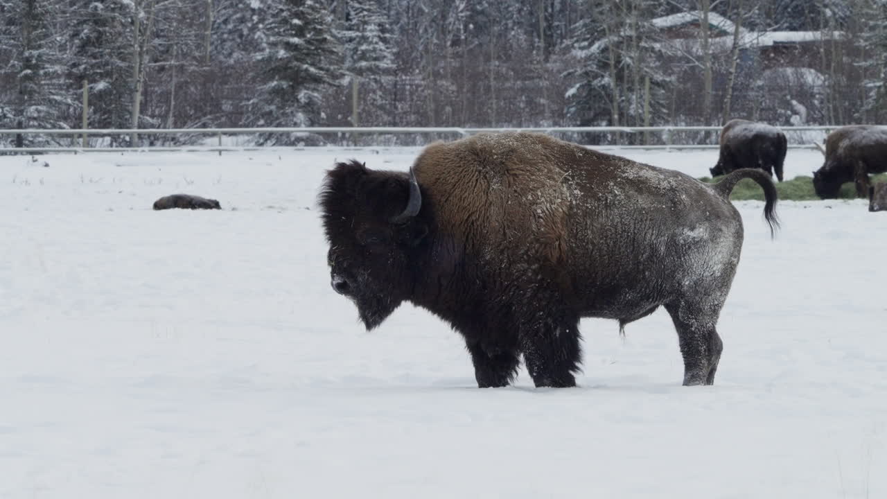 bisonte de pie en el paisaje helado en whitehorse, yukon, canadá - toma amplia