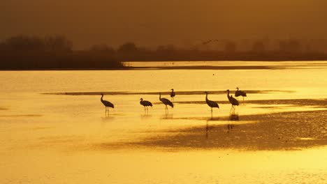 eurasian cranes standing in a lake at sunrise, illuminated by beautiful light.